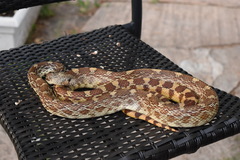 Pituophis catenifer affinis