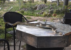 Pituophis catenifer affinis