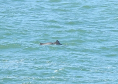 Phocoena phocoena phocoena