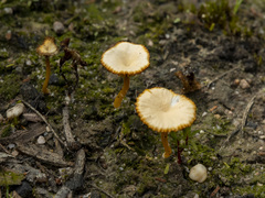 Lichenomphalia