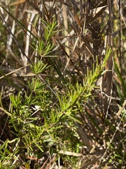 Hypericum fasciculatum