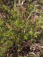 Hypericum fasciculatum