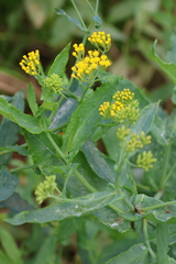 Senecio odoratus