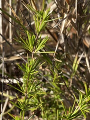 Hypericum fasciculatum