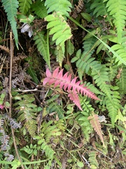 Blechnum occidentale