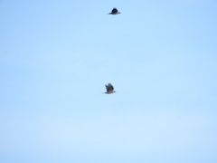 Corvus monedula spermologus