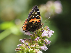 Vanessa vulcania