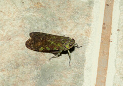 Echetra