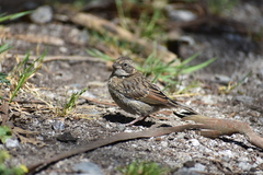 Zonotrichia capensis