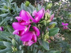 Polygala myrtifolia