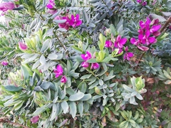 Polygala myrtifolia