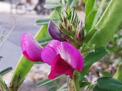 Vicia sativa