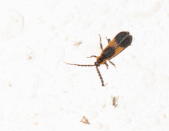 Lycinae