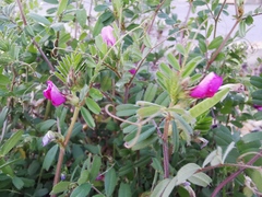 Vicia sativa