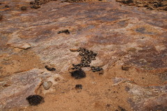 Equus zebra hartmannae