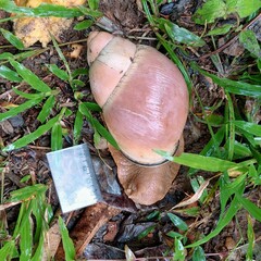 Megalobulimus