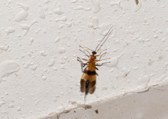 Braconinae