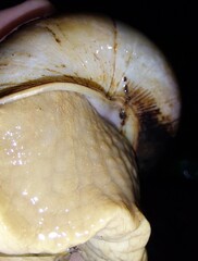 Megalobulimus