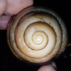 Megalobulimus