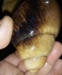 Megalobulimus