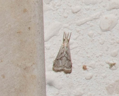 Microcrambus