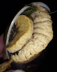 Megalobulimus