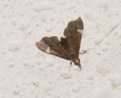Deuterophysa
