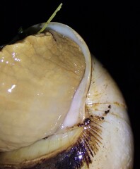 Megalobulimus