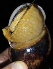 Megalobulimus
