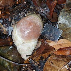 Megalobulimus