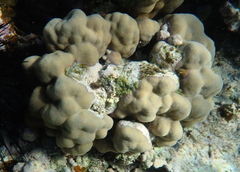 Porites