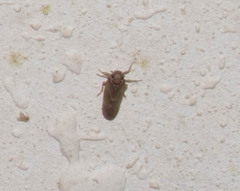 Achilidae