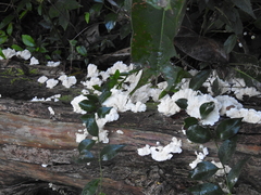 Trametes membranacea