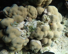 Porites