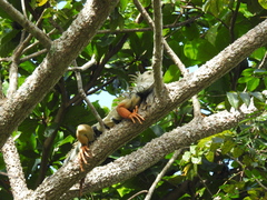 Iguana iguana
