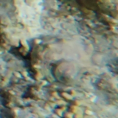 Turbo radiatus