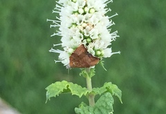 Choreutis nemorana