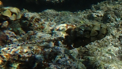 Turbinaria decurrens