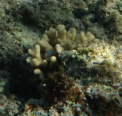 Stylophora
