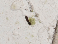 Zopheridae