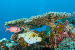 Arothron nigropunctatus