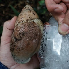 Megalobulimus