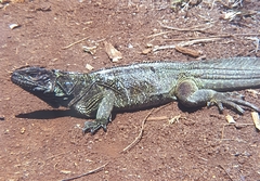 Hydrosaurus pustulatus