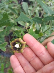 Araujia megapotamica