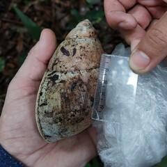 Megalobulimus