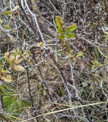 Zanthoxylum hirsutum
