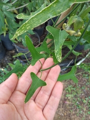 Araujia megapotamica