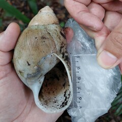 Megalobulimus