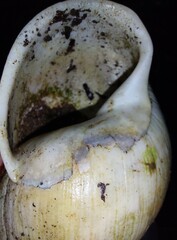 Megalobulimus