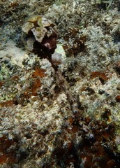 Turbinaria decurrens